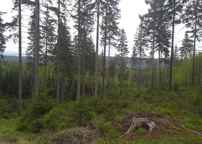 Przy Szlaku Schreiberhau